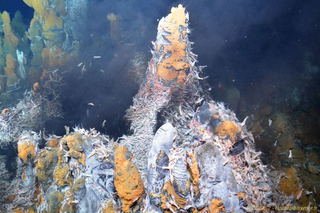 Sources hydrothermales sur la ride médio-atlantique (TAG et Snake Pit) © Ifremer-Biscose 2Sources hydrothermales sur la ride médio-atlantique (TAG et Snake Pit) © Ifremer-Biscose 2