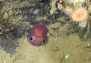 La seiche violette "Rossia pacifica" également appelée “calamar trapu” © NOAA/Northern Neighbors: Transboundary Exploration of Deepwater Communities
