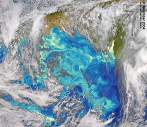 Sur cette photo satellite, les concentrations de chlorophylle du phytoplancton sont indiquées en bleu (concentrations inférieures) et en jaune (concentrations supérieures).© NASA Earth Observatory: Beautiful Blooms in South Atlantic Ocean