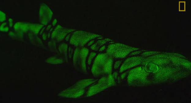 Des chercheurs ont identifié les molécules responsables de la biofluorescence chez certaines espèces de requins © PHOTO BY DAVID GRUBER / CITY UNIVERSITY OF NEW YORK
